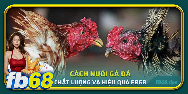 Cách nuôi gà đá chất lượng và hiệu quả FB68