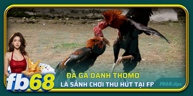 Đá gà danh Thomo là sảnh chơi thu hút tại FB68