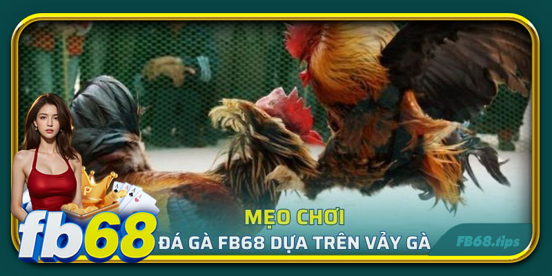 Mẹo chơi đá gà FB68 dựa trên vảy gà chọi