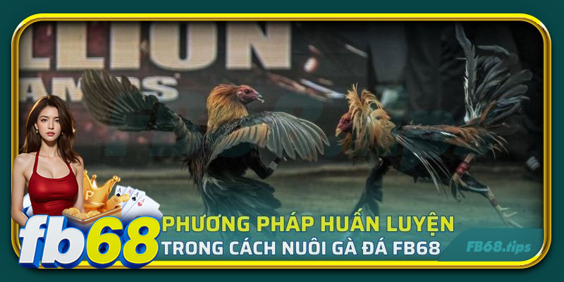 Phương pháp huấn luyện trong cách nuôi gà đá FB68