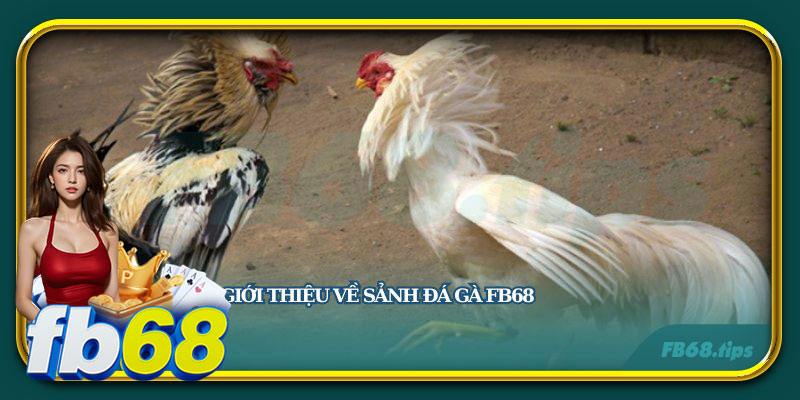 Đá gà FB68 là sân chơi đang thu hút các sư kê khắp châu Á